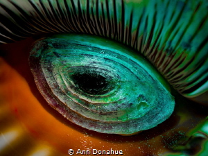 Looks like an eye  but what is it? It's the underside of ... by Ann Donahue 